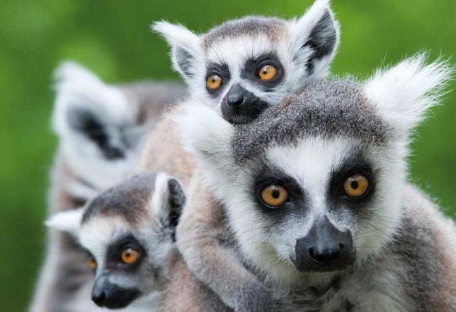 Reise in Madagaskar, Katta-Lemuren im Anja-Reservat in Madagaskar