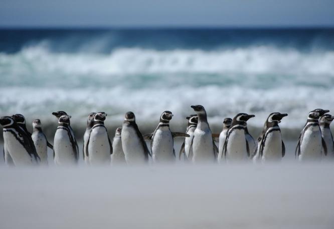 Reise in Antarktis, Magellan-Pinguine auf Falkland
