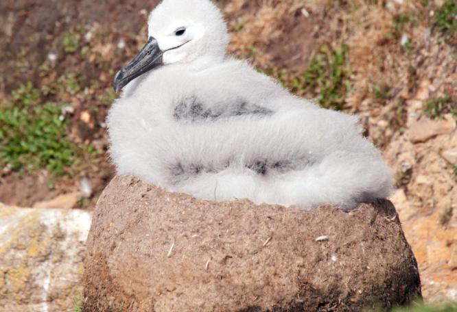 Reise in Antarktis, Küken eines Schwarzbrauen-Albatros, Falkland