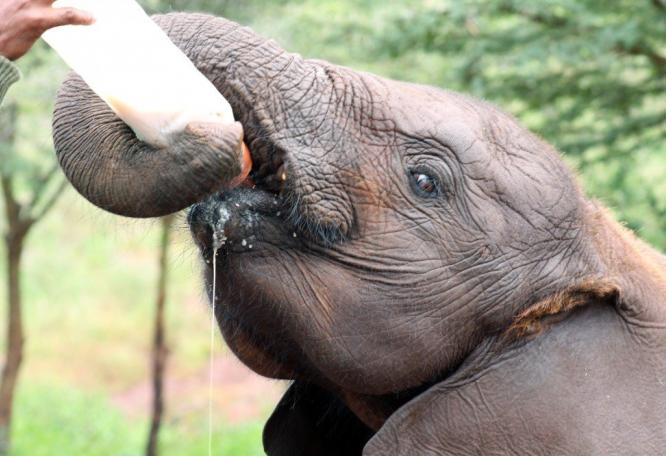 Reise in Kenia, Baby Elefant mit Mutter