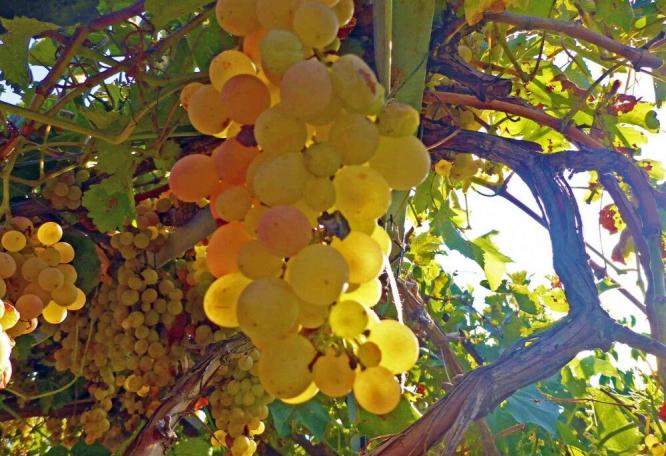 Reise in Türkei, Weintrauben in Kabak