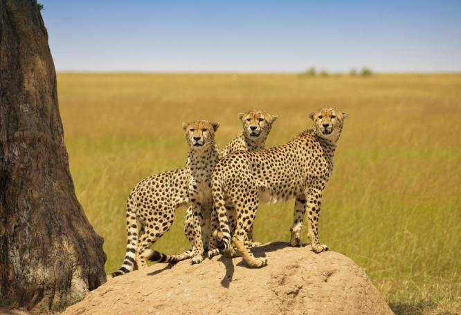 Reise in Kenia, Geparden in der Masai Mara