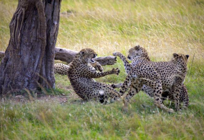 Reise in Kenia, Geparden beim Spielen