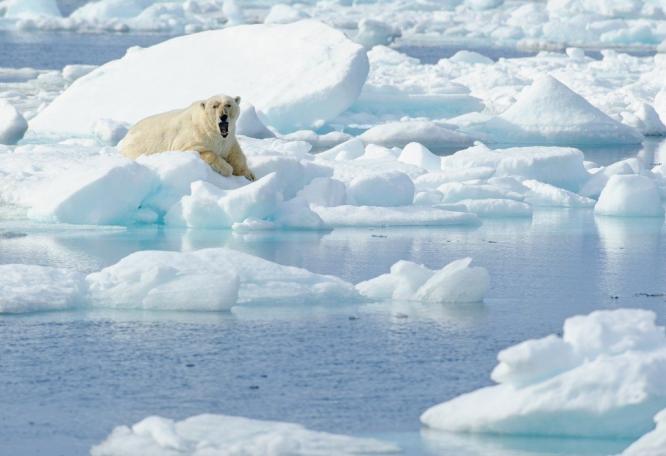 Reise in Arktis, Eisbärensichtung im Packeis