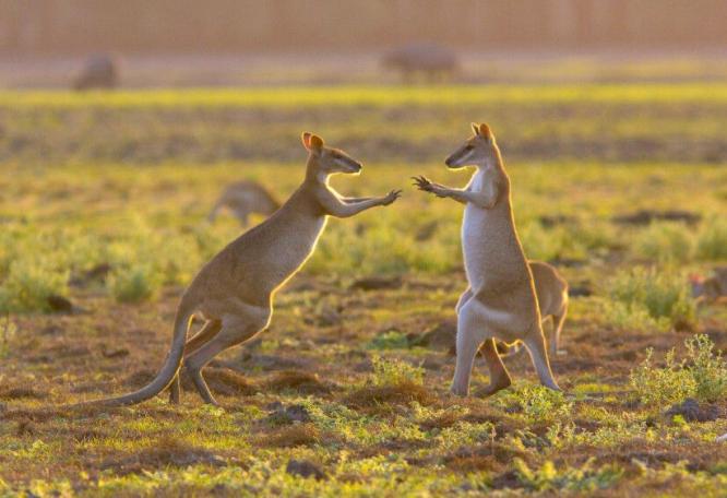 Reise in Australien, Känguruboxen in den Australischen Outbacks
