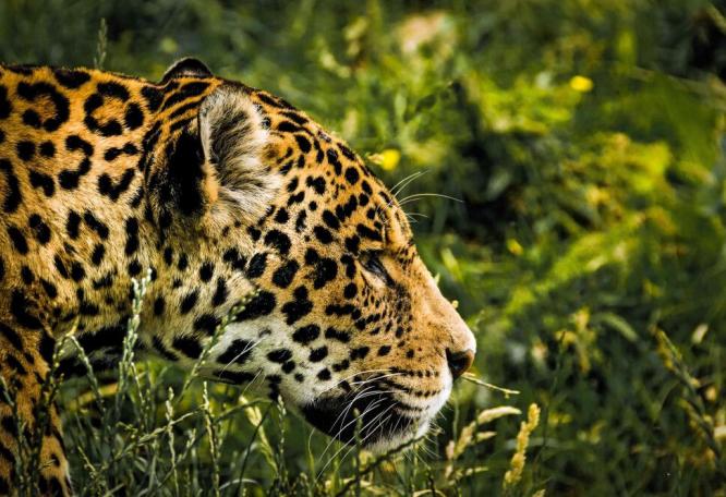 Reise in Belize, Jaguar