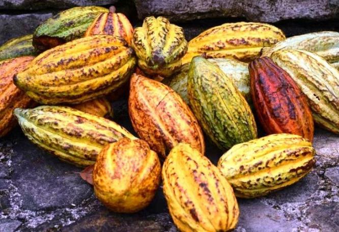 Reise in Belize, Kakao ist in gesamt Lateinamerika ein wichtiger Bestandteil, so auch in Belize
