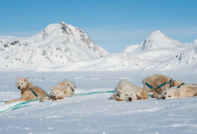 Reise in Grönland, Grönland: Schneeschuh-Wandern im Wintertraum der Arktis (11 Tage Sonderreise mit Grönland-Spezialist Dennis Hartke)