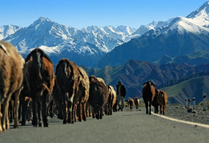 Reise in Tadschikistan, Schafherde in Kirgistan