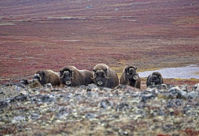 Reise in Grönland, Eine Herde Moschusochsen