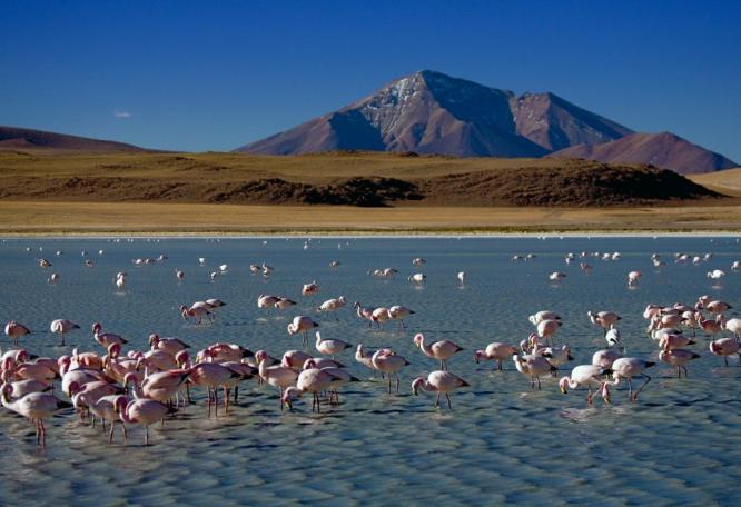 Reise in Bolivien, Vicuñas an einer Lagune