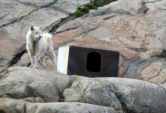 Reise in Grönland, Schlittenhunde sieht man im Norden Grönlands überall