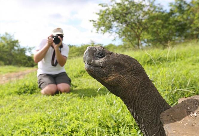 Reise in Ecuador, Riesenschildkröte vor der Linse