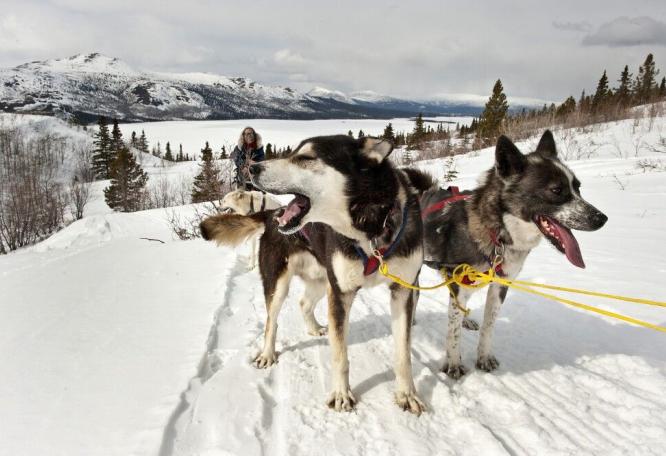 Reise in Kanada, Die aufgeregten Huskys möchten immer weiter laufen