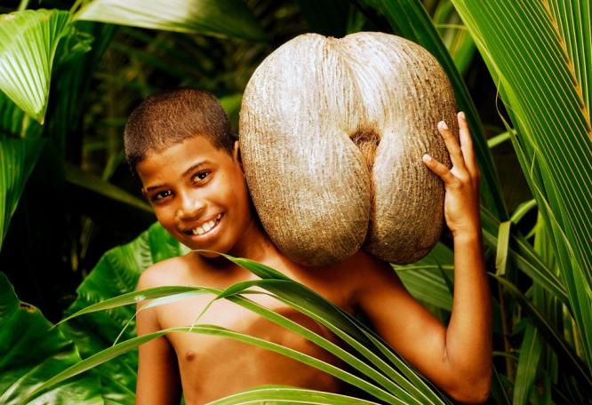 Reise in Seychellen, Junge mit einer Coco de Mer
