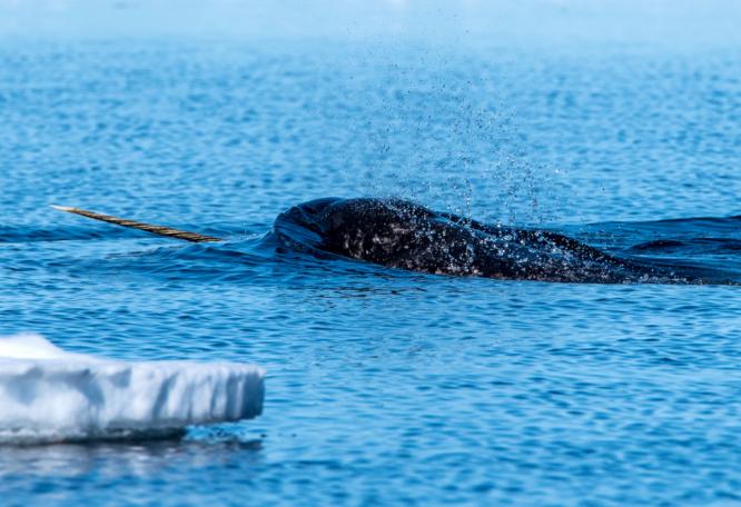 Reise in Kanada, Narwale tummeln sich an der Eiskante (Floe Edge)