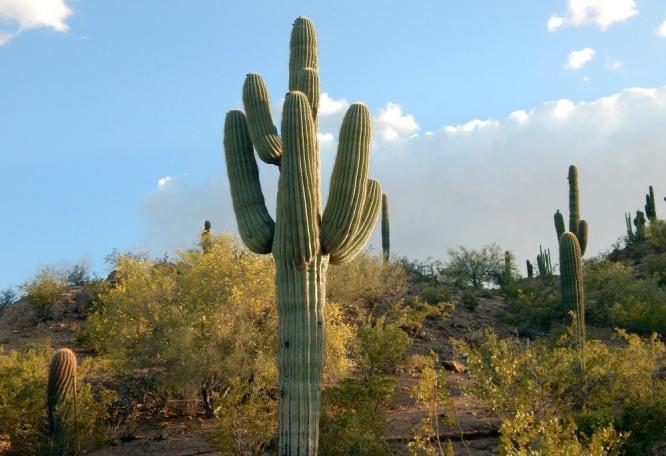 Reise in USA, Saguaro Kaktus, Saguaro NP, Arizona