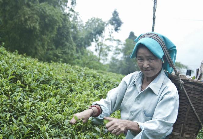 Reise in Indien, In der Ambiootia Teefabrik werden einige der weltweit exklusivsten Biotees hergestellt