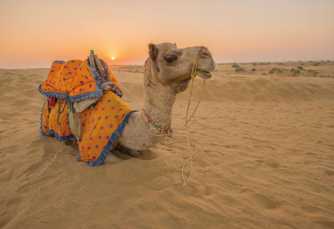 Reise in Indien, Indien: Rajasthan – Die ausführliche Reise