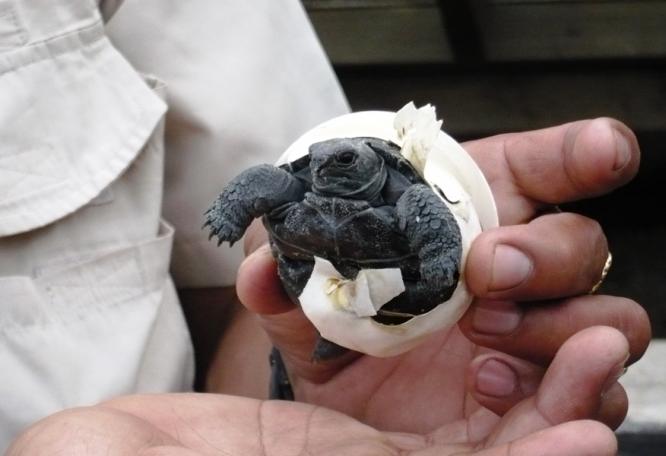 Reise in Ecuador, Schildkrötenaufzucht