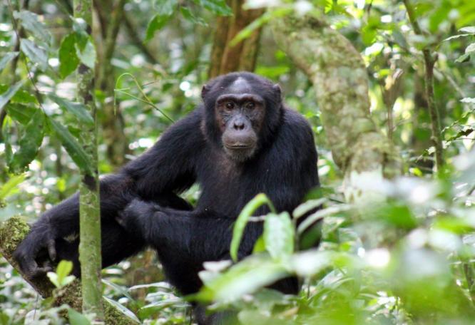 Reise in Tansania, Kauender Gorilla in Uganda
