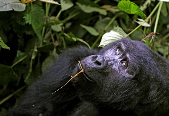 Reise in Tansania, Schimpanse