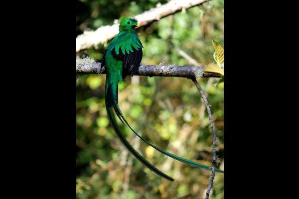 Reise in Costa Rica, íPura Vida! Aktiv in Naturparadiesen am Pazifik