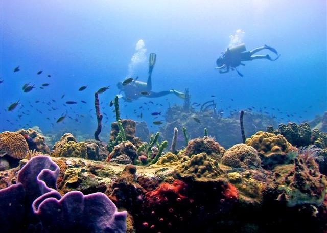 Reise in Guadeloupe, UnterwasserweltDominica.jpg