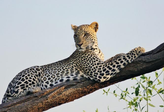 Reise in Kenia, Ein Leopard posiert auf einem Baum