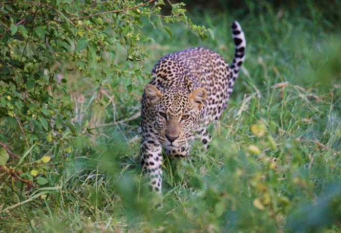 Reise in Kenia, Ein Leopard unterwegs im Samburu Reservat