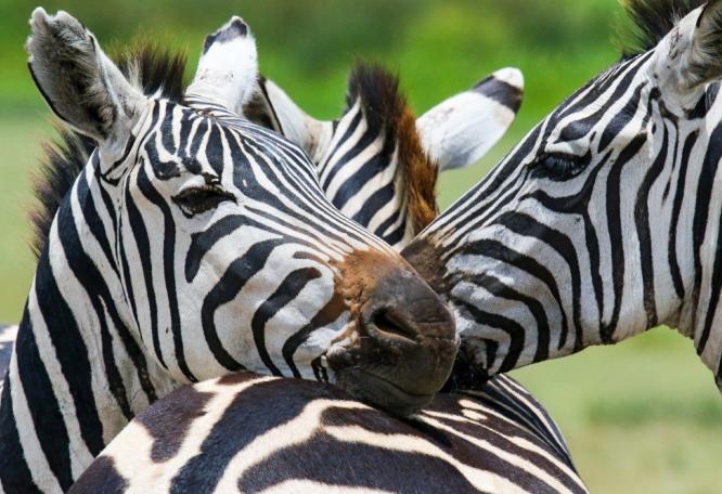 Reise in Tansania, Zebras in Nahaufnahme