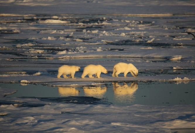 Reise in Kanada, Drei Eisbären im Packeis
