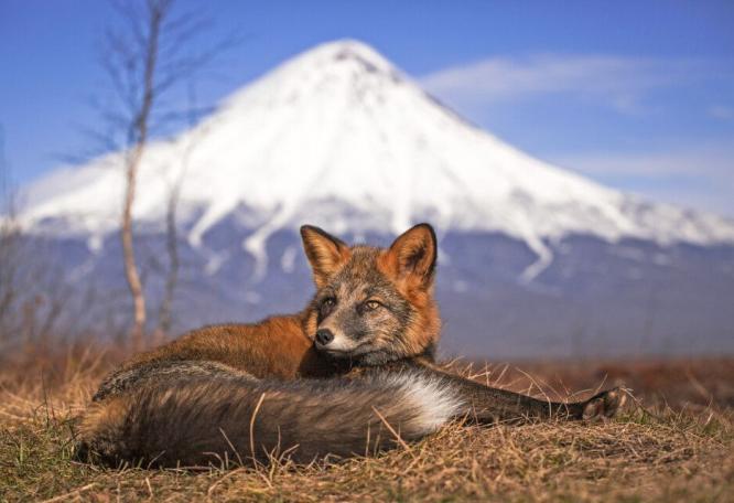 Reise in Russland, Fuchs in der Tundra