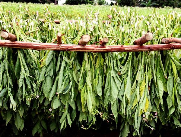 Reise in Kuba, Tabak-Blätter werden auf einer kubanischen Farm getrocknet
