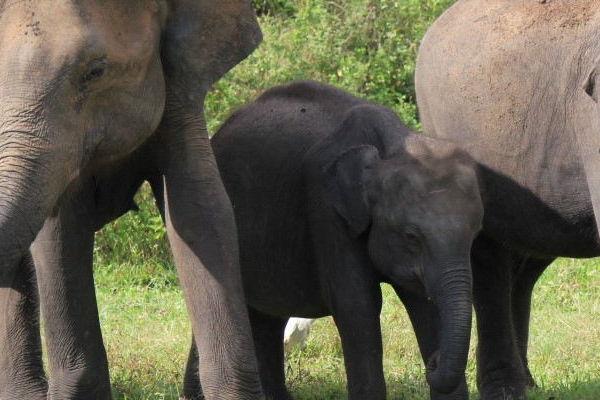Reise in Sri Lanka, Kulturschätze, Wanderabenteuer und exotische Tierwelt