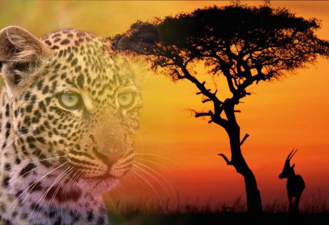 Reise in Tansania, Leopard in der Savanne