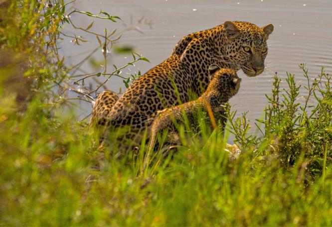 Reise in Kenia, Leopardenmutter mit ihrem Jungen am Wasserloch