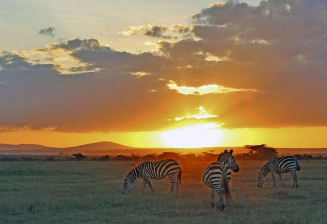 Reise in Kenia, Zebras im Abendlicht