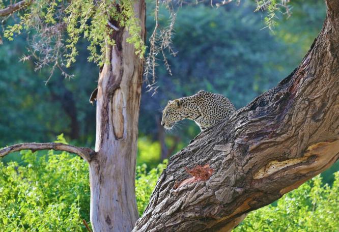 Reise in Kenia, Ein Leopard im Samburu-Reservat