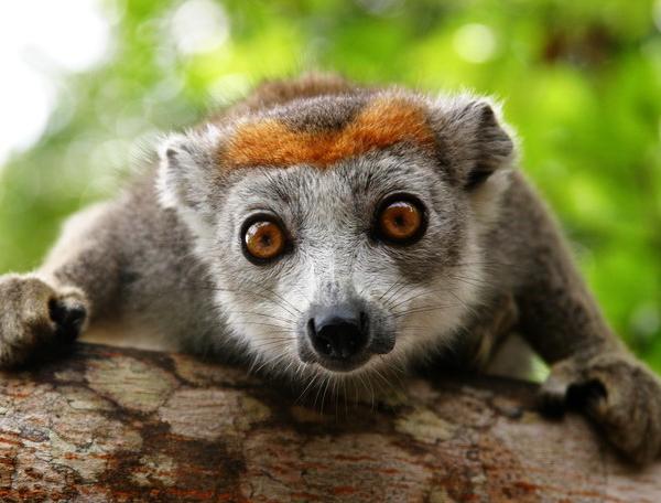 Reise in Madagaskar, Madagaskar - Insel der Lemuren