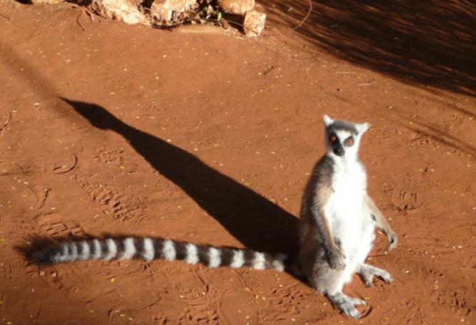 Reise in Madagaskar, Madagaskar - Entdeckungen auf der Insel der Lemuren