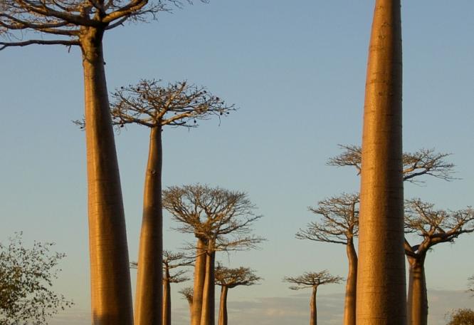 Reise in Madagaskar, Madagaskar - Reise: Fremde Welten, erhabene Momente (18 Tage von der Baobab Allee zu tropischen Flussoasen)