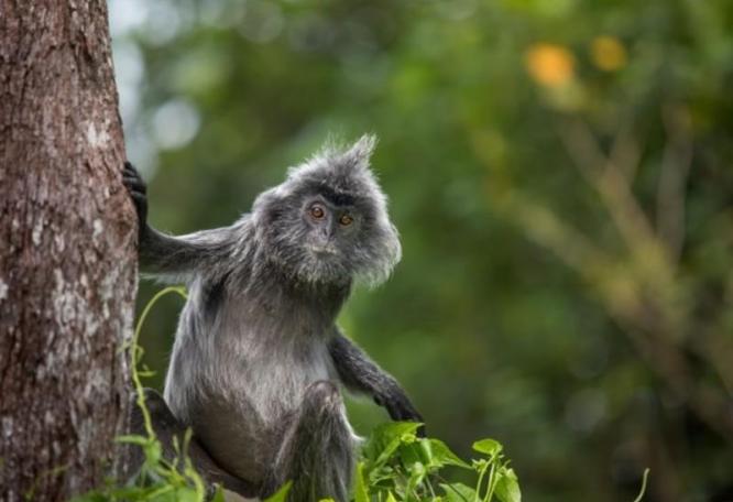 Reise in Malaysia, Affe im Bako Nationalpark in Borneo
