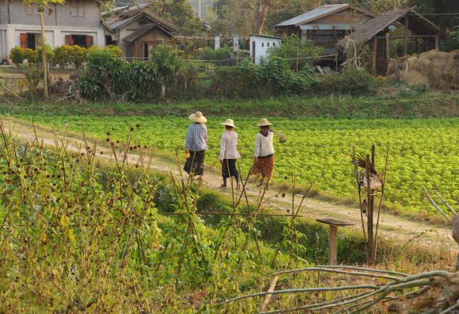 Reise in Myanmar, Um Hsipaw im Shan Staat leben die meisten Einheimischen von der Landwirtschaft