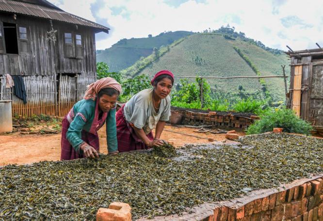 Reise in Myanmar, In den Palaung-Dörfern um Hsipaw wird hochwertiger Tee produziert