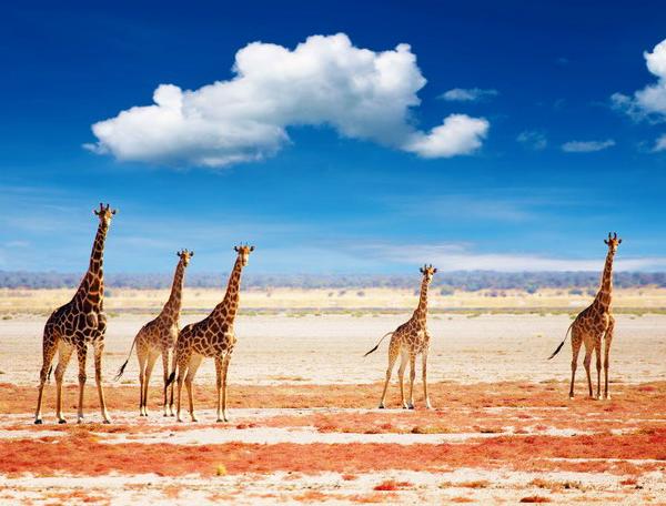 Reise in Namibia, Giraffenherde im Etosha-Nationalpark