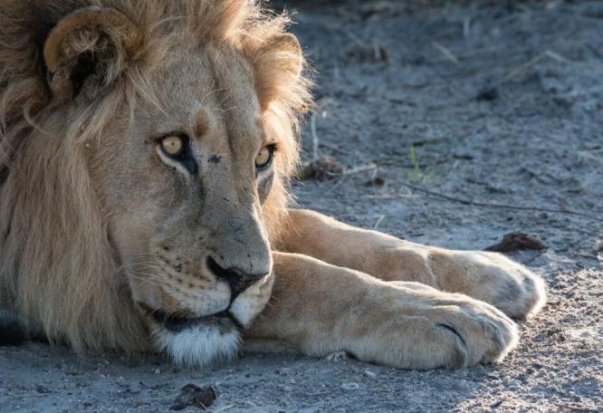 Reise in Namibia, Begegnung in der Kühle des Morgens: Ein Löwe wärmt sich in den ersten Sonnenstrahlen