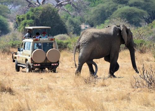 Reise in Tansania, Süd-Tansania, mit dem Safariauto auf Fotopirsch im Ruaha Nationa