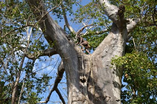 Reise in Tansania, Süd-Tansania, ein Buschmann erklettert einen gigantischen Baobab
