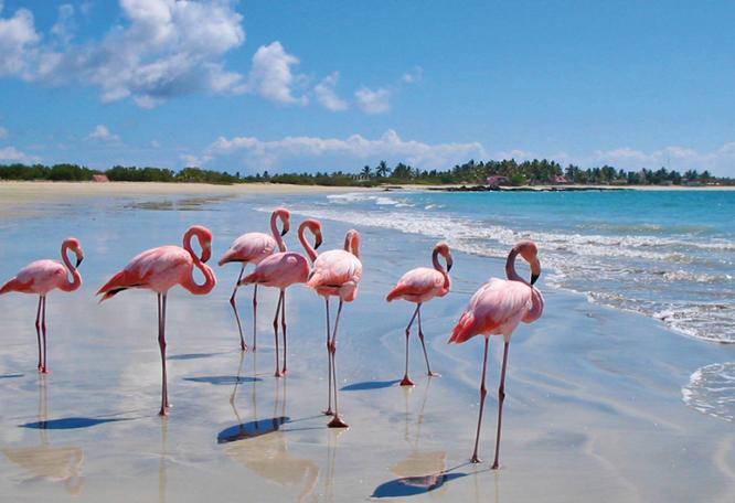 Reise in Ecuador, Flamingos auf den Galápagos-Inseln